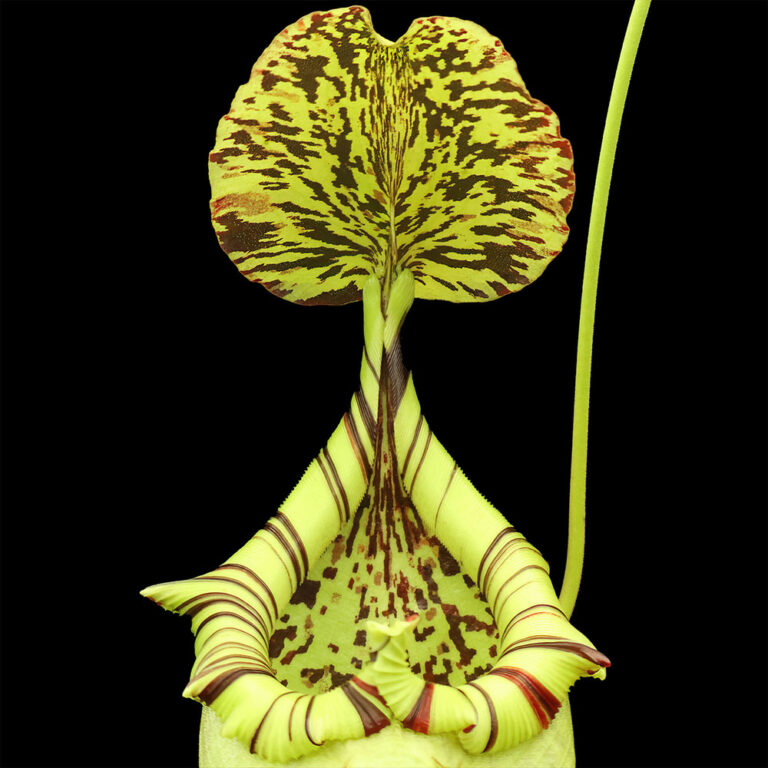 Nepenthes