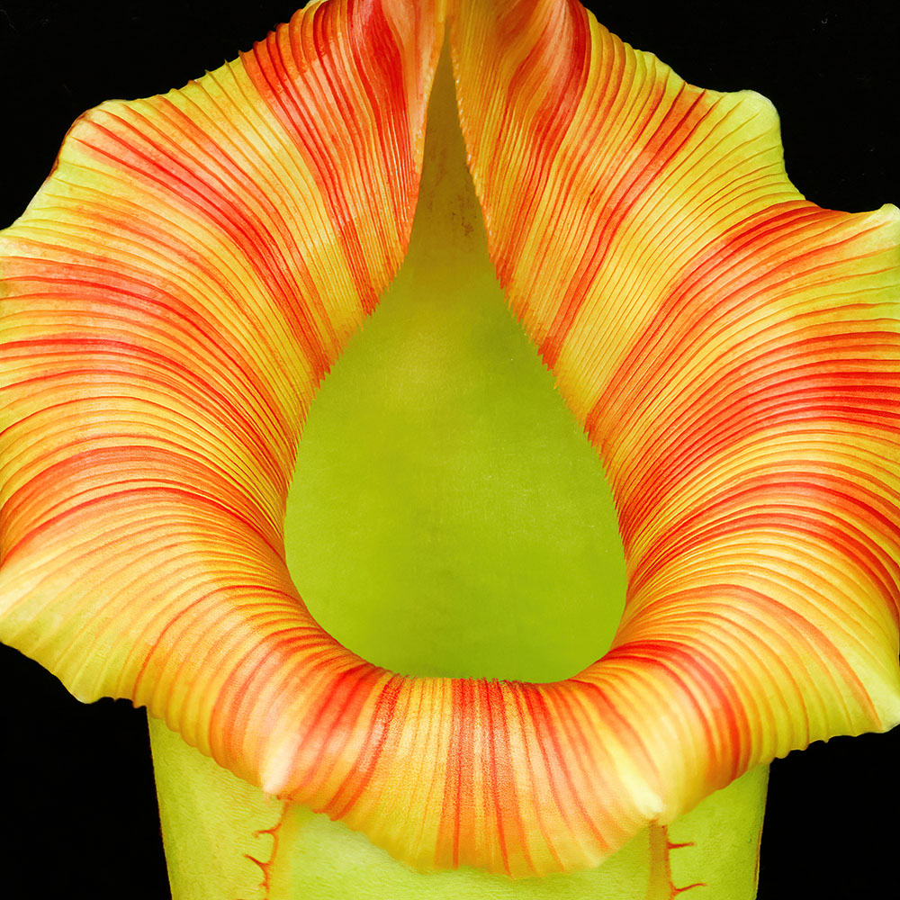 Nepenthes
