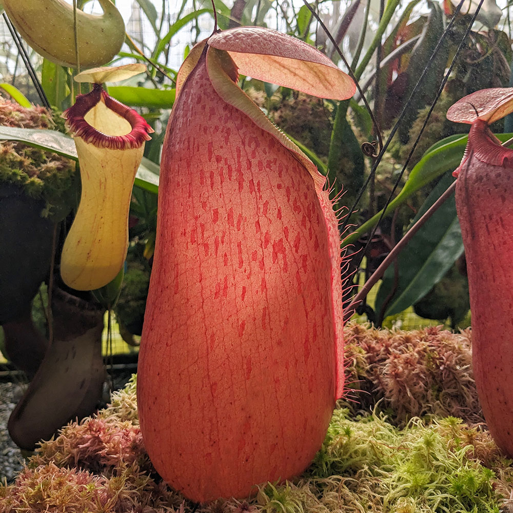 largest pitcher in the world
