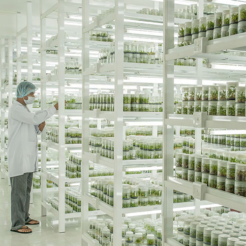 micropropagation lab growth room