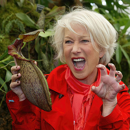 Dame Helen Mirren nepenthes